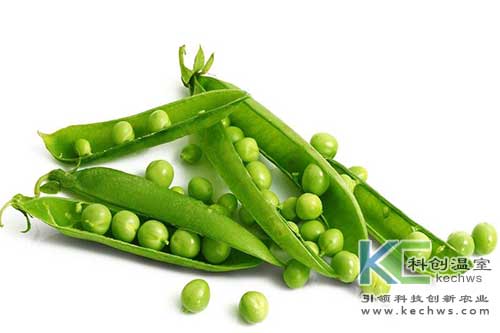 無土栽培，無土栽培技術(shù)，無土栽培設(shè)備