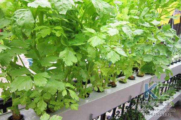 無土栽培，無土栽培技術，無土栽培設備