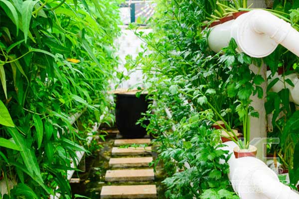 無土栽培，無土栽培技術(shù)，無土栽培設(shè)備