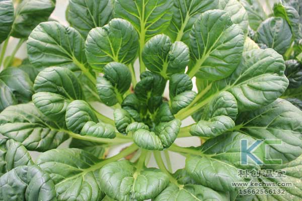 無土栽培，無土栽培技術