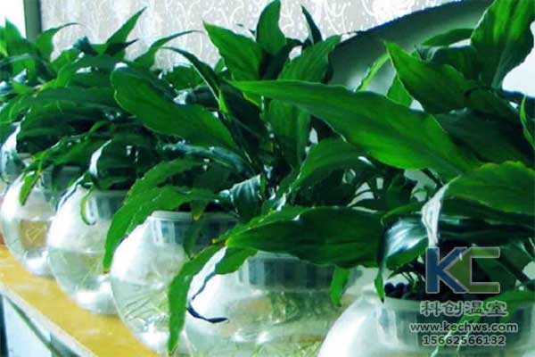 無土栽培，無土栽培技術，無土栽培設備