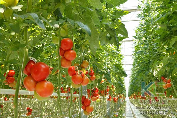 無(wú)土栽培，無(wú)土栽培技術(shù)，無(wú)土栽培設(shè)備