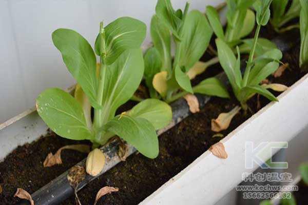 無(wú)土栽培，無(wú)土栽培技術(shù)，無(wú)土栽培設(shè)備