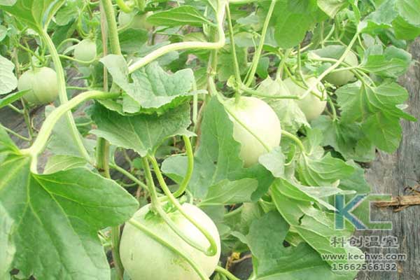 無土栽培，無土栽培技術