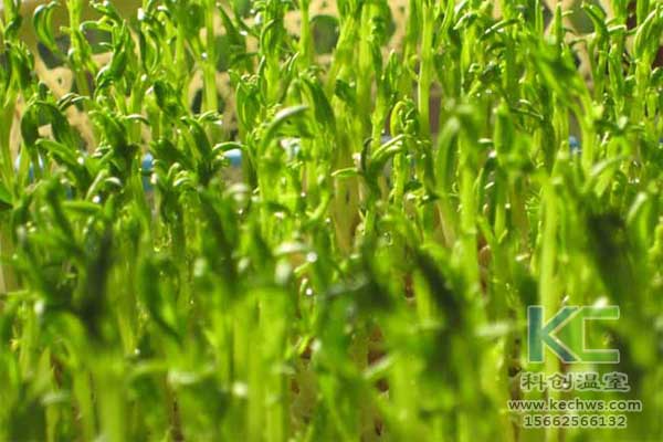 無土栽培，無土栽培基質