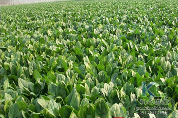 無土栽培，無土栽培技術，無土栽培設備