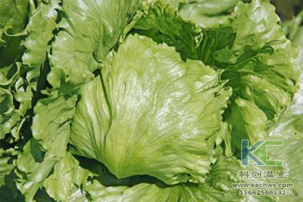 無土栽培，無土栽培技術(shù)