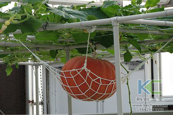 無土栽培技術(shù),無土栽培設(shè)備,無土栽培,溫室大棚