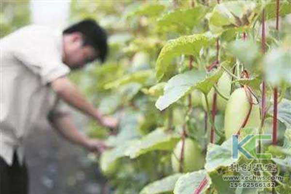 無土栽培，無土栽培技術(shù)，無土栽培設(shè)備