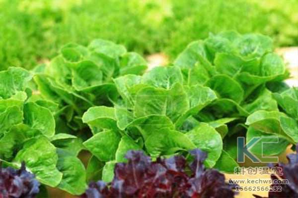 無土栽培，無土栽培技術，無土栽培設備