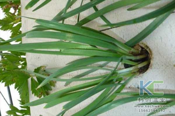 無土栽培，無土栽培技術，無土栽培設備