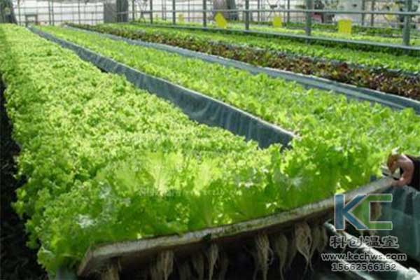 無土栽培，無土栽培技術(shù)，無土栽培設(shè)備