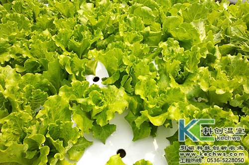 無土栽培，無土栽培技術，無土栽培設備