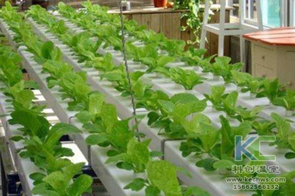 無土栽培，無土栽培技術(shù)，無土栽培設(shè)備