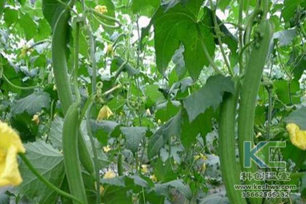 無土栽培，無土栽培技術，無土栽培設備