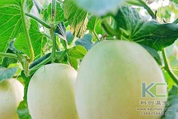 無(wú)土栽培，無(wú)土栽培技術(shù)，無(wú)土栽培設(shè)備