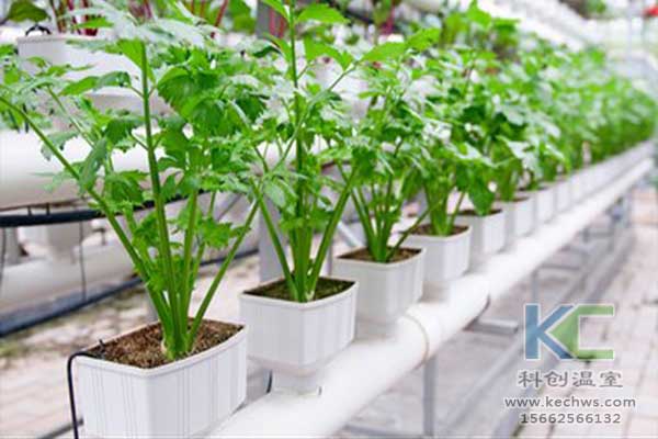 無土栽培，無土栽培技術，無土栽培設備