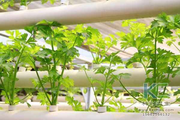 無土栽培，無土栽培技術，蔬菜栽培