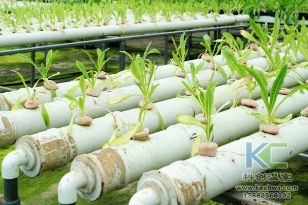 無(wú)土栽培,無(wú)土栽培技術(shù),無(wú)土栽培設(shè)備