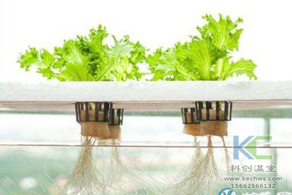 魚菜共生系統，無土栽培技術，無土栽培，溫室大棚