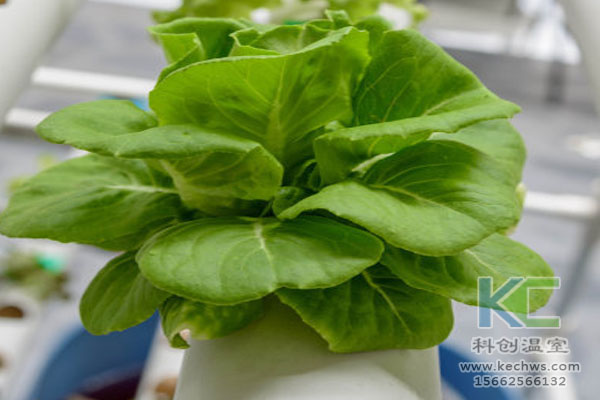 無土栽培，無土栽培技術(shù)，無土栽培設備