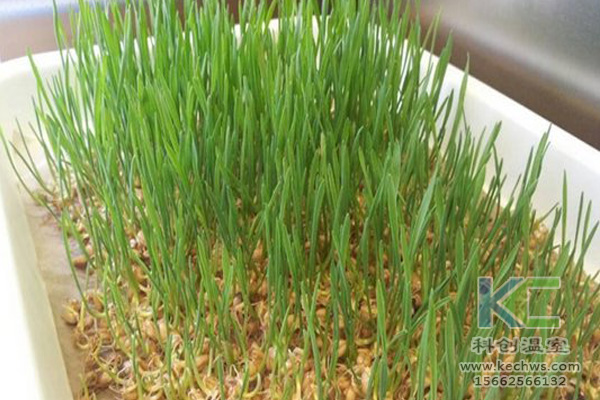 蔬菜無(wú)土栽培，無(wú)土栽培技術(shù)，無(wú)土栽培設(shè)備，無(wú)土栽培