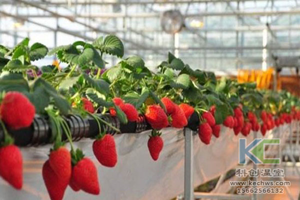 無土栽培，無土栽培技術，無土栽培設備