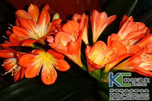 無土栽培,無土栽培技術,無土栽培設備