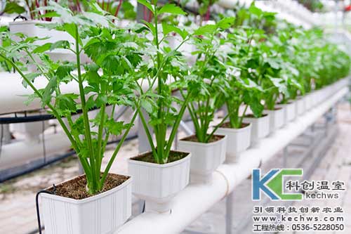 無土栽培，無土栽培技術，無土栽培設備