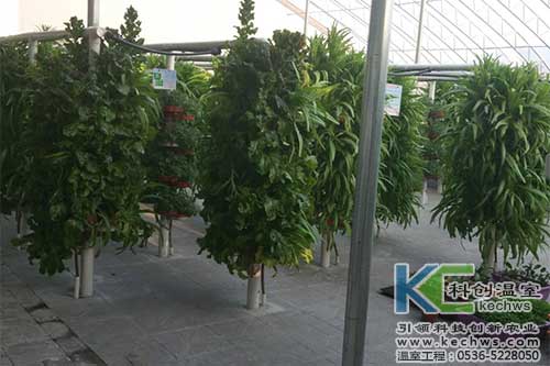 山西,無土栽培,無土栽培技術