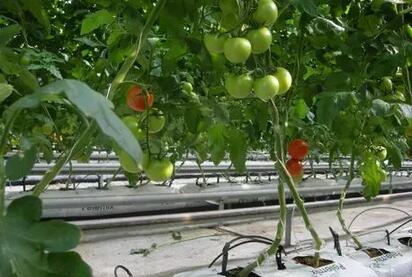 無(wú)土栽培，無(wú)土栽培技術(shù)，無(wú)土栽培設(shè)備