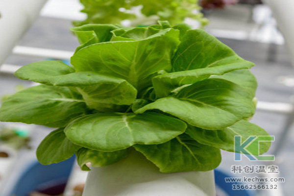 無土栽培，無土栽培技術(shù)，無土栽培設(shè)備