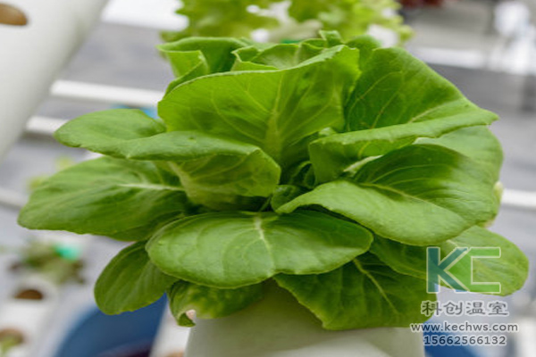 無土栽培，無土栽培技術(shù)，無土栽培設(shè)備