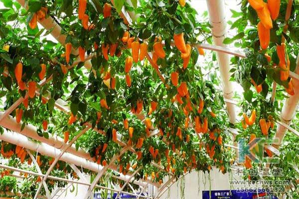 無土栽培，無土栽培技術，無土栽培設備