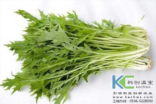 無土栽培，無土栽培技術，無土栽培設備