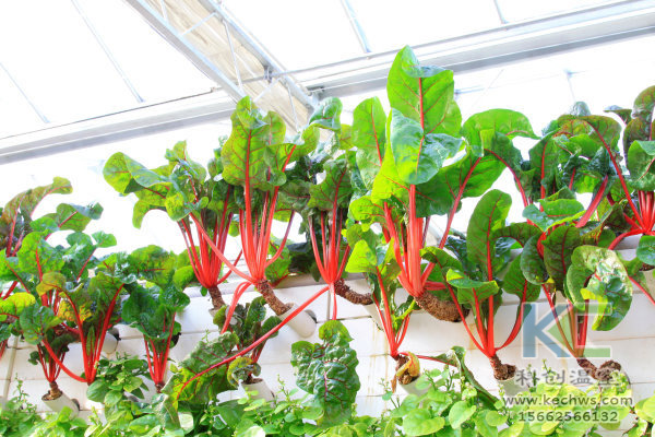 無土栽培,無土栽培技術,無土栽培設備