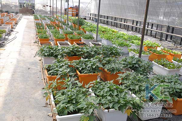 無土栽培，無土栽培技術(shù)，無土栽培設(shè)備