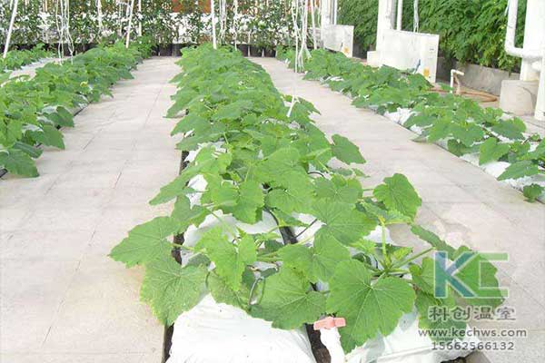 無土栽培，無土栽培技術，無土栽培設備