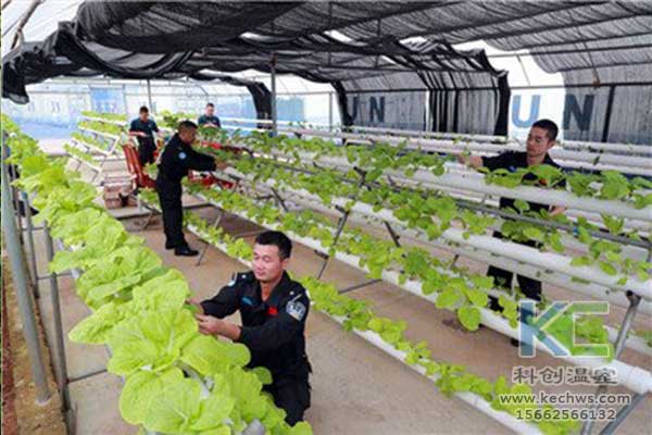 無土栽培，無土栽培技術，無土栽培設備