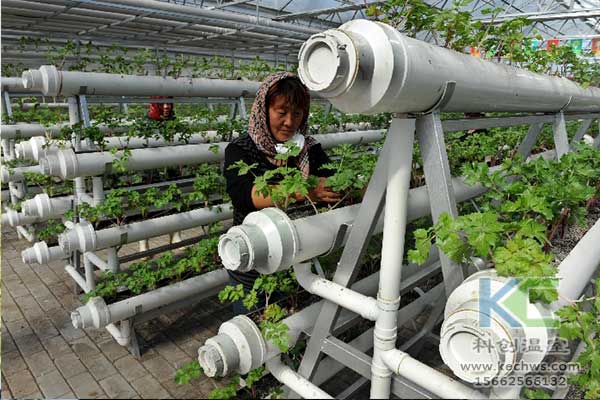 無土栽培，無土栽培技術，無土栽培設備