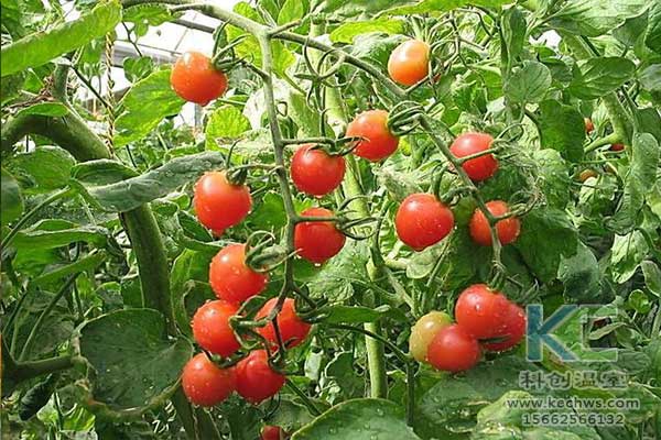 無(wú)土栽培，無(wú)土栽培技術(shù)，無(wú)土栽培設(shè)備