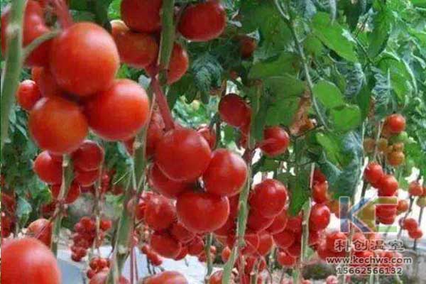 無土栽培，無土栽培技術(shù)，無土栽培設(shè)備