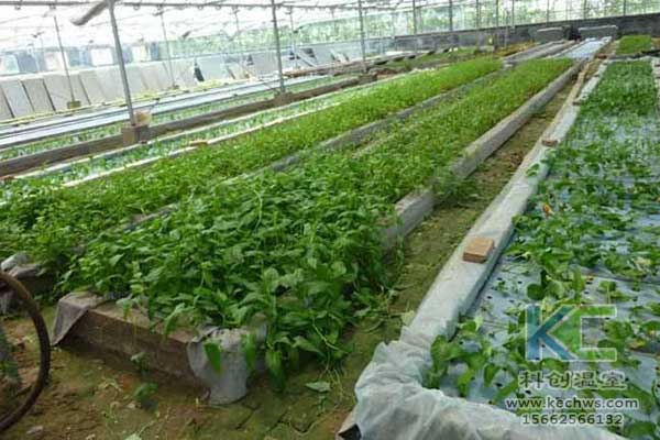 無土栽培，無土栽培技術，無土栽培設備