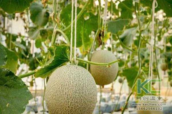 無土栽培，無土栽培技術(shù)，無土栽培設(shè)備