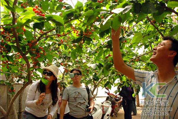 無土栽培，無土栽培技術，無土栽培設備
