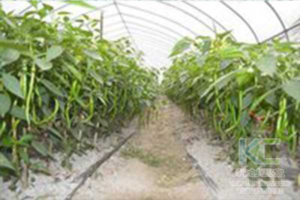 無土栽培，無土栽培技術