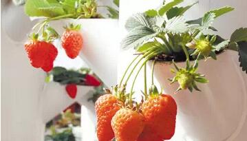 無(wú)土栽培，無(wú)土栽培技術(shù)，無(wú)土栽培設(shè)備