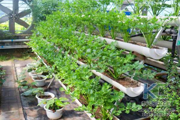 無土栽培，無土栽培技術，無土栽培設備