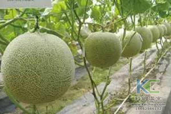 無土栽培，無土栽培技術，無土栽培設備