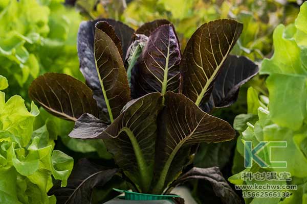 無土栽培,無土栽培技術(shù),無土栽培設(shè)備